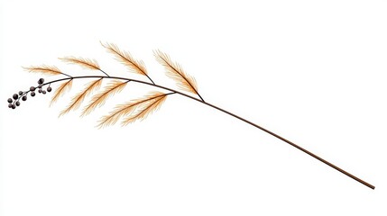 Delicate botanical illustration of a slender branch with feathery leaves and slender berries