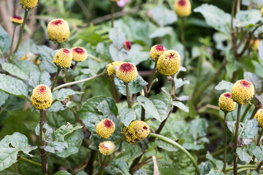 Beautiful Toothache plant (Acmella oleracea) flowers.