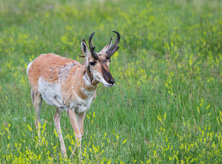 Male Pronghorn with Horns in Custer State Park, South Dakota, USA