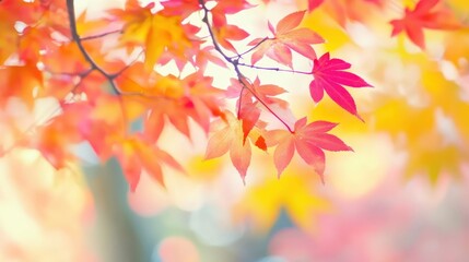 Fototapeta premium Vibrant autumn foliage: A colorful display of maple leaves in fall season