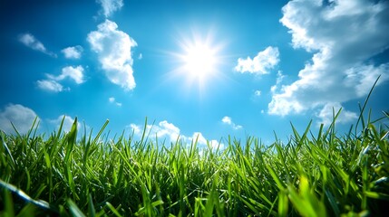 Obraz premium Field of lush green grass under bright blue sky with sun shining in clear weather