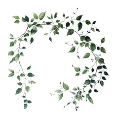 Obraz premium PNG Green leaves and tender stems plant leaf art.