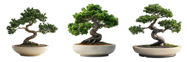 Cultivating bonsai trees a serene outdoor nature photography journey