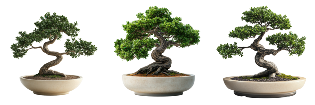 Cultivating bonsai trees a serene outdoor nature photography journey