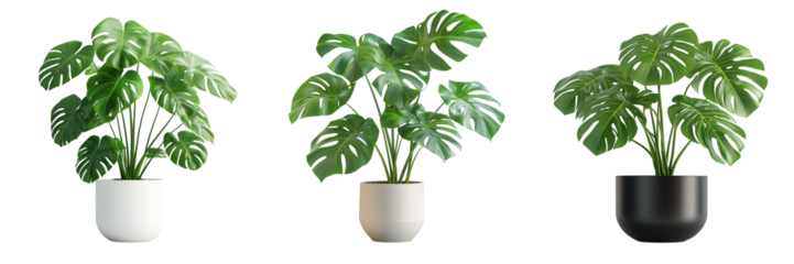 Indoor plant arrangement home image collection modern setting close-up