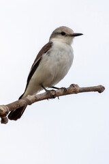 Fototapeta premium Ein Weißbinden-Nonnentyrann freigestellt in der Seitenansicht auf einem Ast sitzend
