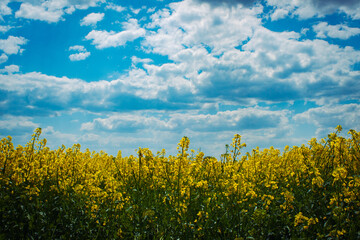 Słoneczne kwiaty na tle nieba  © Marcin