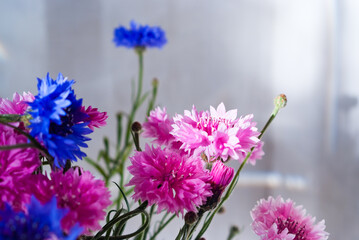 bouquet of spring flowers of blue and pink cornflowers illuminated by the rays of the sun in the background gray background
