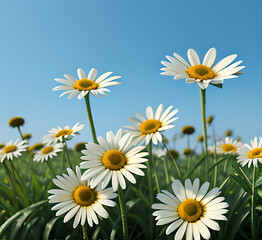 Outdoor photo of beautiful summer spring meadow with blooming field daisies and fluttering butterflies in the rays of the sun against a blue sky with clouds. floral natural.generative ai