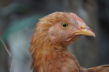 A close-up portrait image of a chicken's head, highlighting its details with a natural blurred background.