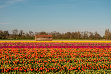 tulip fields in the netherlands. tulips, spring, flowering period.