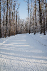 A tranquil snowy road surrounded by tall trees in the heart of a beautiful forest, where the winter chill blankets the ground and covers the branches with a delicate layer of frost