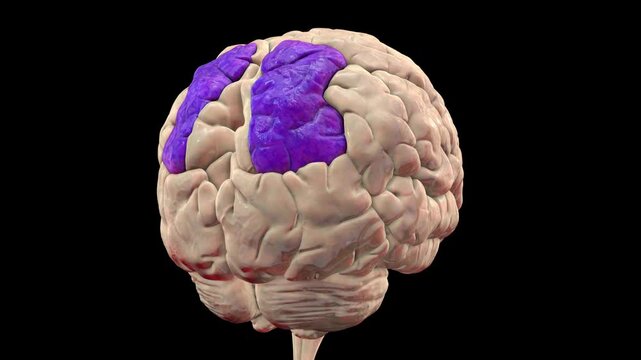 3D animation of a human brain rotating 360 degrees with the superior parietal gyri highlighted in dark blue. They are involved in spatial orientation, sensory integration, and attention.