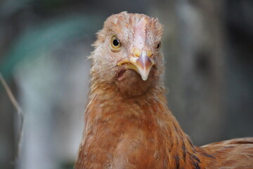 A close-up portrait image of a chicken's head, highlighting its details with a natural blurred background.