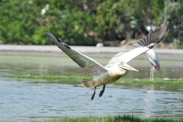 A Pyrenean bird taking off from the water.