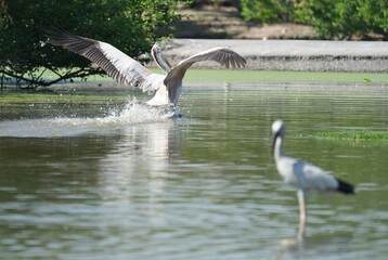 A Pyrenean bird is flying into the water.