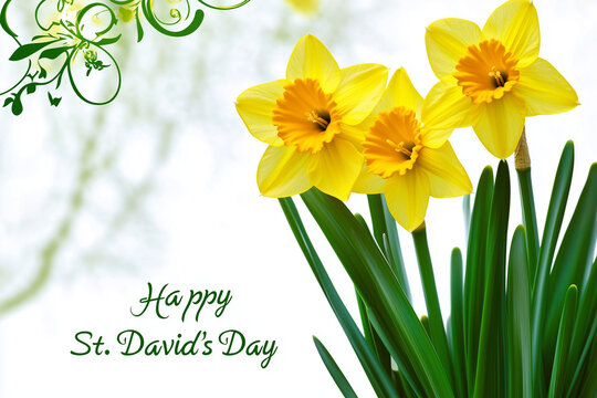 Bouquet of yellow daffodils with festive message for St David's day on white background symbolizing Welsh heritage and spring concept of greeting cards floristry holiday promotions