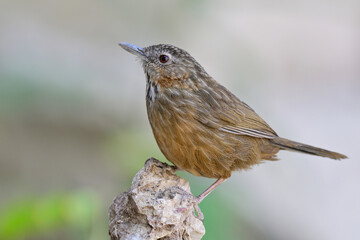 rock climbing bird showing its skill to top, Rufous Limestone-babbler, Turdinus calcicola