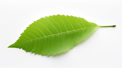Obraz premium Single Green Leaf Isolated on White Background