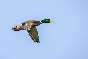 Fototapeta premium mallard duck flying in morning light