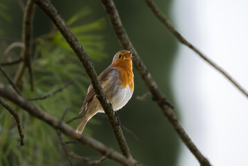 European Robin perched in the morning light
