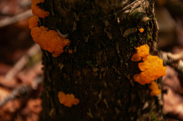 A close-up of the edible Witches Butter Mushrooms (Yellow Brain, Golden Jelly Fungus, and Yellow...