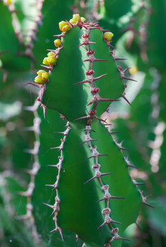 Beautiful close-up of euphorbia franckiana