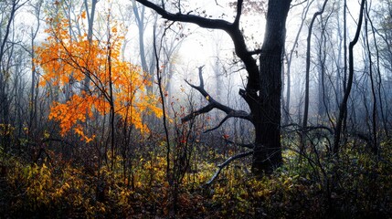 Fototapeta premium Morning light filters through tranquil forest nature photography serene environment early autumn vibes