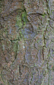 Beautiful close-up of the bark of tsuga diversifolia