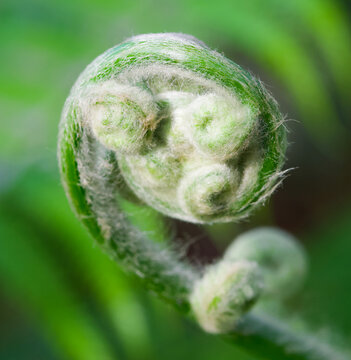 Beautiful close-up of cibotium schiedei
