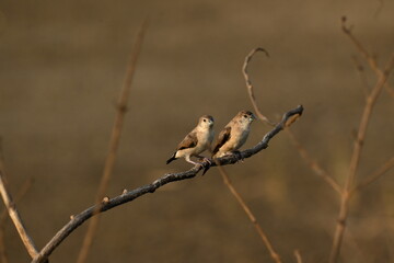 A pair of Indian Silver bill birds are seen perched on a branch of a dry tree