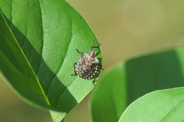 Nymph of a forest bug or red-legged shieldbug (Pentatoma rufipes) on a lilac twig (Syringa vulgaris). Family Pentatomidae. Spring, May. Netherlands	