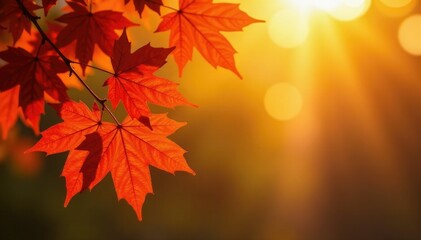Obraz premium Maple leaves against a backdrop of warm golden light, warm, nature, landscape
