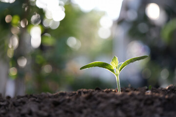 growing pumpkin sprout, backyard home gardening macro closeup