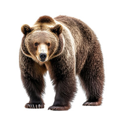 Obraz premium brown bear isolated on white background. - PNG
