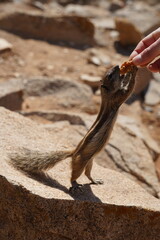 Fuerteventura