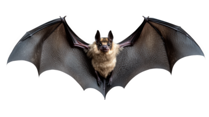 A close-up photo of a dancing bat