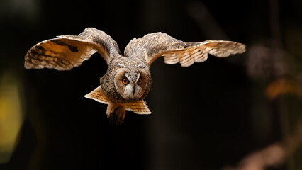 Short-eared buzzard (Asio otus) flying between the trees in the forest with outstretched wings
