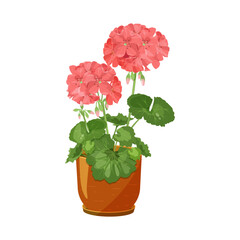 Pink pelargonium in a pot. Houseplant on isolated background. Vector illustration.