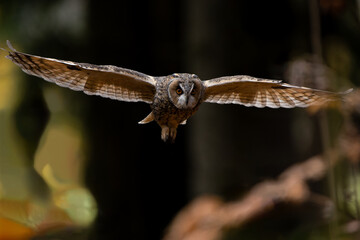Short-eared buzzard (Asio otus) flying between the trees in the forest with outstretched wings