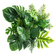 fern leaf isolated on white background