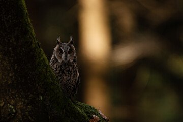 An Eared Kalous (Asio otus) sitting on a tree trunk in the forest, looking forward. Long-eared owl hiding behind a tree. Long-eared Buzzard. Portrait of an owl