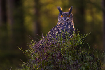 eagle owl sitting on a stump in the forest. Eagle owl photographed in forest. Portrait of an owl. Bubo Bubo. eurasian eagle-owl, horned owl.