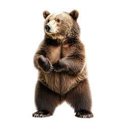 Obraz premium brown bear isolated on white background.