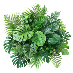 green plant isolated on white background
