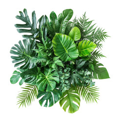 green leaves on white background