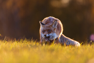 Fototapeta premium a fox on a meadow near a forest with a pheasant caught. Vulpes vulpes at sunset. Wildlife scene from nature.