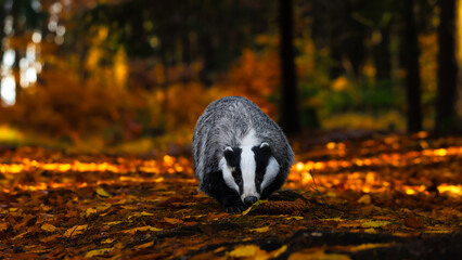 European badger (Meles meles) looking for food in the forest in autumn. Wild animal in its natural habitat while hunting. Beast in the forest © Petr