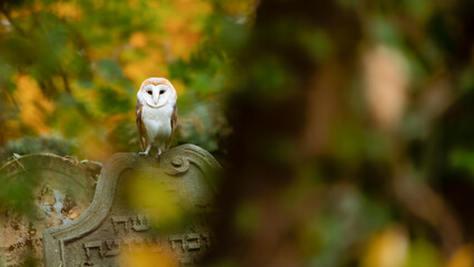 Barn owl sitting on an old tombstone in a Jewish cemetery. A white owl in a cemetery. Tyto alba. Portrait photographs of an owl in the wild.