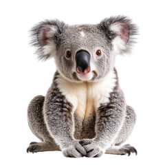 Fototapeta premium koala on white background